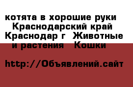 котята в хорошие руки - Краснодарский край, Краснодар г. Животные и растения » Кошки   